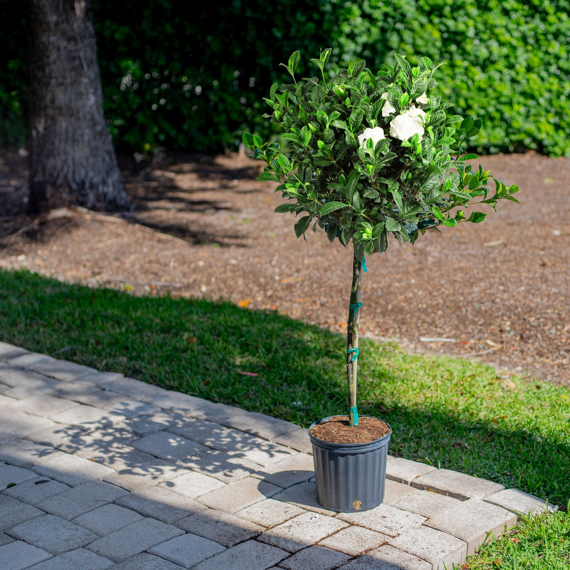 Island Blooms 42" Gardenia Live Outdoor Plant in 8.75" Grower Pot
