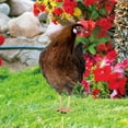 thumbnail image 6 of 1 Pack Acrylic Chicken & Hen Garden Stake, Garden Courtyard Insert Ground Decor, Double-side Chicken Pattern Stake Yard Art Decor Standing Animal Lawn Ornament for Backyard Patio, 6 of 7