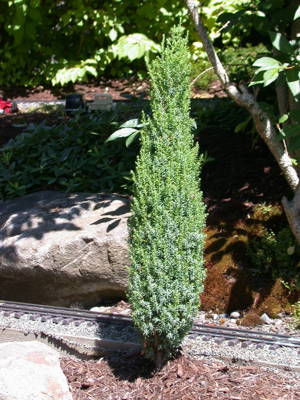 Juniperus Communis Pencil Point