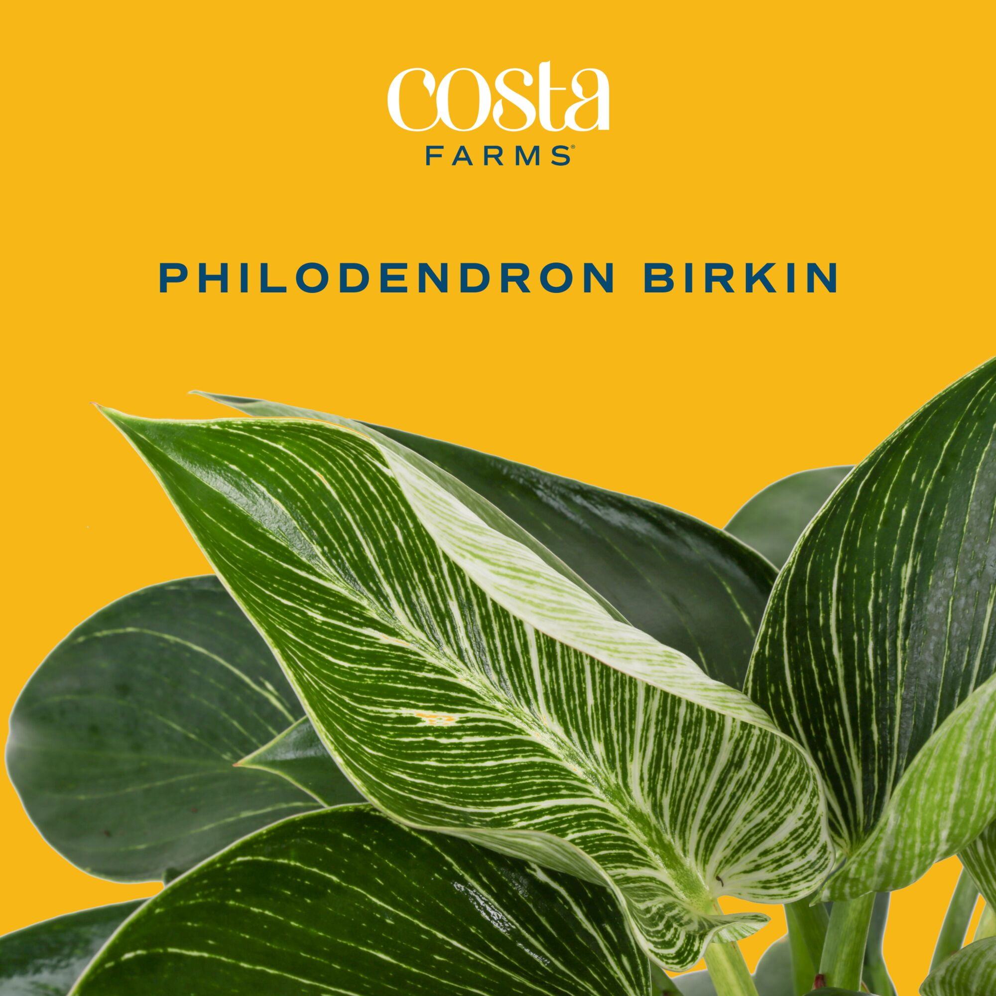 Costa Farms Live Indoor 12in. Tall Green Philodendron 'Birkin'; Medium, Indirect Light Plant in 6in. Ceramic Planter