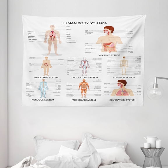 Human Anatomy Tapestry, Complete Chart of Different Organ Body Structures Cell Life Medical Illustration, Wall Hanging for Bedroom Living Room Dorm Decor, 80W X 60L Inches, Multi, by Ambesonne