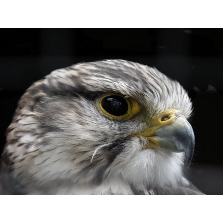 Canvas Print Eye Raptor Hawk Macro Predator Falcon Bird Beak Stretched Canvas 10 X 14