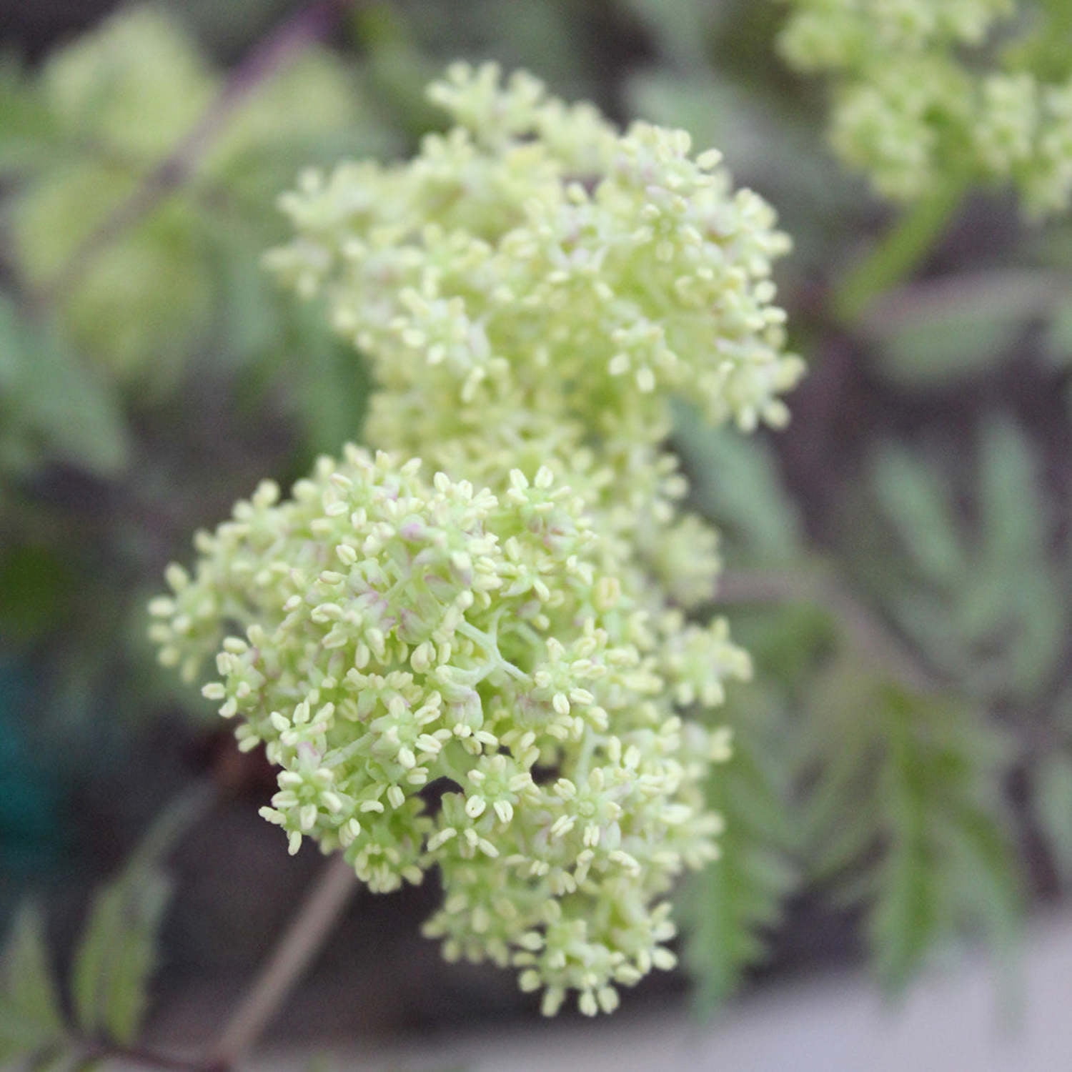 Proven Winners ColorChoice 5" White Lemony Lace Elderberry Live Plant in 4.5" Pot (4 Count)