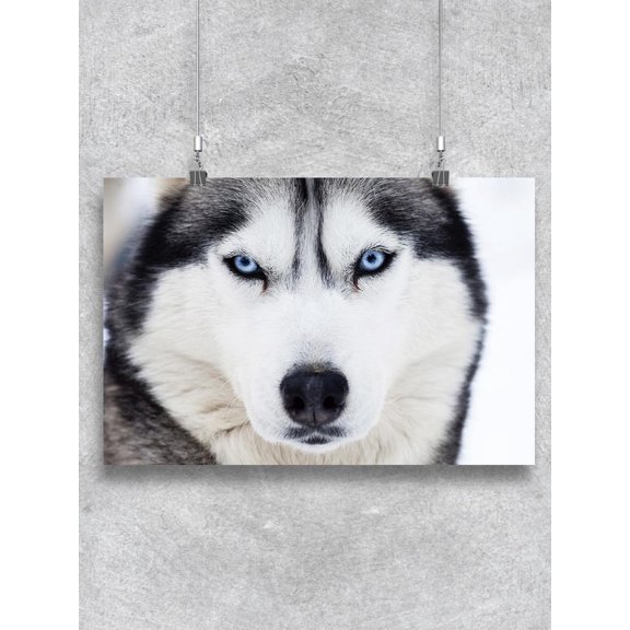 Husky Dog Close Up Poster -Image by Shutterstock