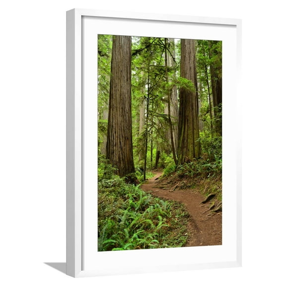 Art.com Hiking Trail I Photographic Print by Brian Moore, White Frame Wall Art, 21" x 29"
