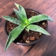 thumbnail image 5 of MicroStarts Live Emerald Giants Agave - 1 Succulent Plant in 4 inch pot, 5 of 6