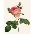 thumbnail image 2 of Redoute, Pierre 20x24 Black Ornate Wood Framed with Double Matting Museum Art Print Titled - Redoutes Rose I, 2 of 4