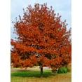 thumbnail image 4 of Shumard Red Oak  10 Live Trees  Quercus Shumardii  Drought Tolerant Weather Resistant Shade Planting, 4 of 9