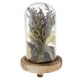thumbnail image 4 of Tarros de Campana de Campana de Campana de Vidrio Transparente Decorativa Planta Amarillo Zulema Florero de preservación de flores, 4 of 8