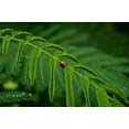 thumbnail image 3 of SEEDS = = =10 seeds -Rusty Acacia Tree Seed Pack - - Acacia ferruginea= Serendipity Seeds, 3 of 3