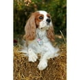 thumbnail image 2 of CafePress - Cavalier King Charles Mug - 11 oz Ceramic Mug - Novelty Coffee Tea Cup, 2 of 4