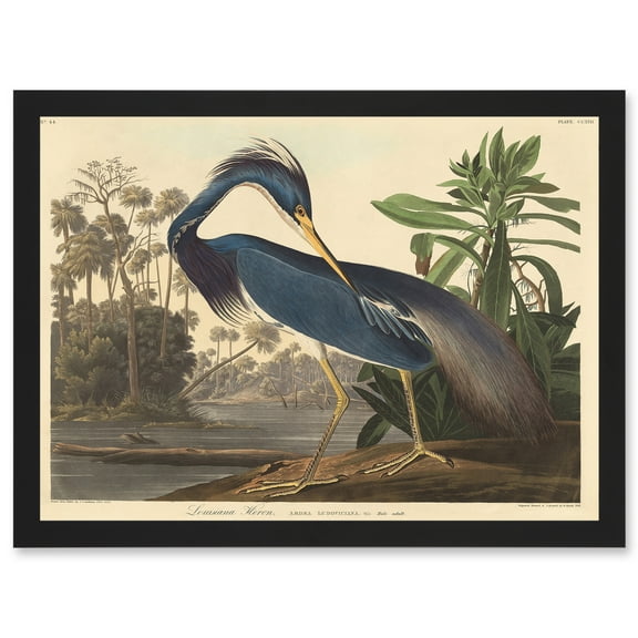 Painting Bird Audubon Louisiana Heron Artwork Framed Wall Art Print A4