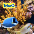 thumbnail image 2 of Tetramin Tropical Flakes 0.4 (12 G) Tetra 12 g, 2 of 2