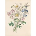 thumbnail image 2 of James Ackerman 18x24 Gold Ornate Framed and Double Matted Museum Art Print Titled - Columbine, White Lily and Lupine (1847), 2 of 4