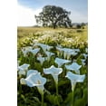 thumbnail image 2 of Blaustein, Alan 11x14 White Modern Wood Framed Museum Art Print Titled - Oak Tree - 97, 2 of 4