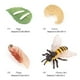 thumbnail image 3 of 2 piezas para , , , , proceso de , juego de juguetes, modelos, juegos de rol, regalos Baoblaze Juego de crecimiento de insectos para niños, 3 of 8
