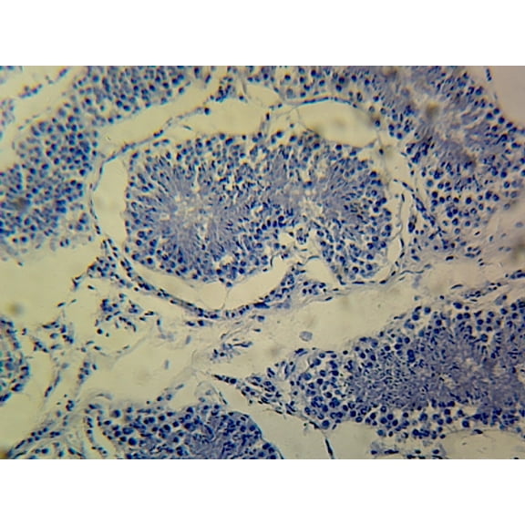 Testis, Mammalian; Showing Seminiferous Tubules; Section; H&E Stain by Go Science Crazy