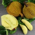 thumbnail image 4 of Hzzsbu Simulation Durian Artificial Durian Model Plastic Crafts Tabletop Decor Background nishings Props Decoration, 4 of 7