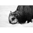 thumbnail image 2 of Renkin, Diane 14x11 Gold Ornate Wood Framed with Double Matting Museum Art Print Titled - Bison Snow Plough near Rainy Lake, Yellowstone National Park, 2 of 4