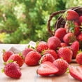 thumbnail image 6 of Expert Gardener 14" Red Strawberry Live Plants in 7" Decorative Pot Full Sun, 6 of 8