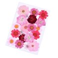 thumbnail image 4 of Moyic Ramos de flores secas Flores prensadas Múltiples artesanías florales mixtas Accesorios de bricolaje Artículos para el hogar Decoración de flor roja 5piezas Moyic CBP225325, 4 of 6