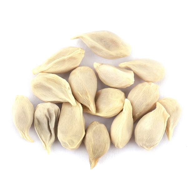 10x Lemon tree Seeds Seeds Bonsai Fruit Tree Heirloom Organic
