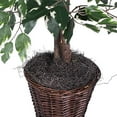 thumbnail image 4 of Vickerman 4 Pieds Ficus Artificiel Varié dans un Panier en Rotin, 4 of 6