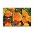 thumbnail image 2 of Gango Home Decor Orange Flowers by Brian Moore (Printed on Paper); One 36x24in Fine Art Paper Giclee Print, 2 of 4