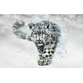 thumbnail image 2 of Kalinin, K. 32x22 White Modern Wood Framed Museum Art Print Titled - Snow Leopard, 2 of 4