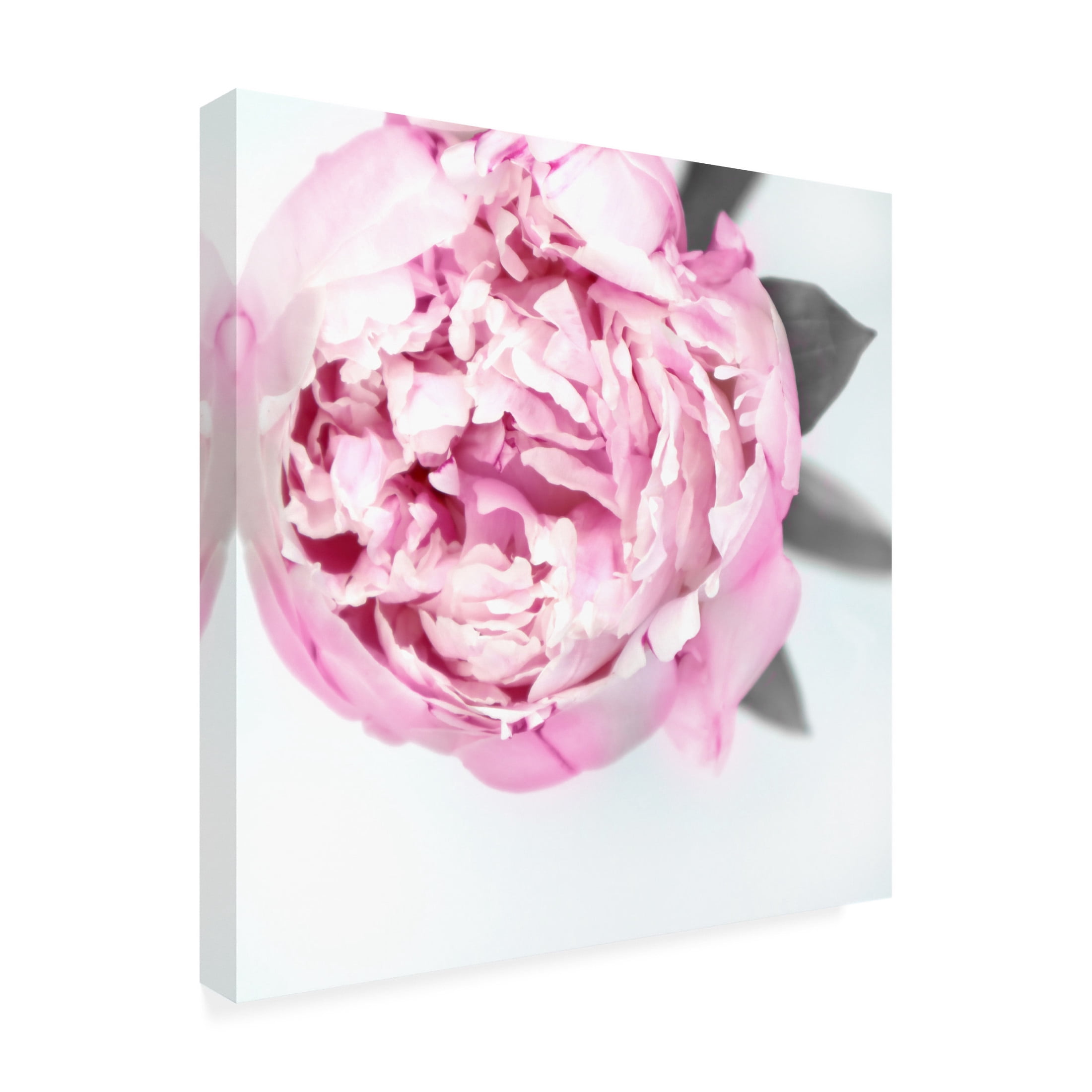 Trademark Fine Art Rosana Laiz Blursbyai Pink peony III Canvas Wall Art