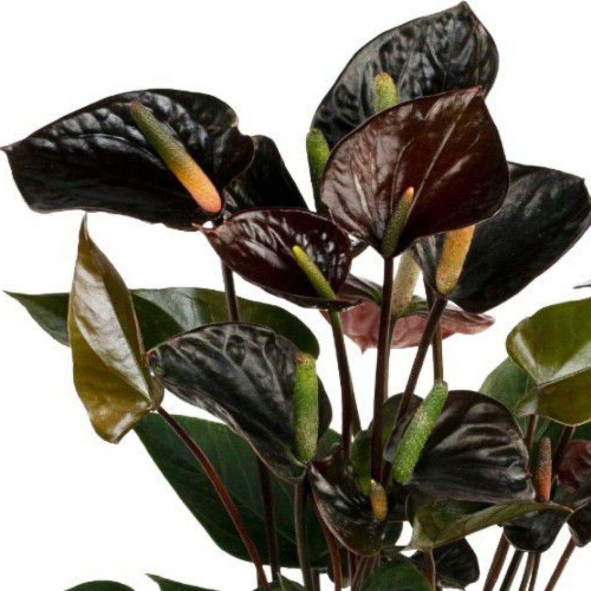 Black Love Anthurium 2.5" Pot Exotic House Plant