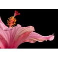 thumbnail image 2 of Seidman, Barry 18x14 Black Ornate Wood Framed with Double Matting Museum Art Print Titled - Hibiscus 1, 2 of 4
