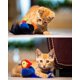 thumbnail image 4 of Melody Chaser Pet Bird Interactive Cat Toy Plush Toys For Dogs And Cats (parrot), 4 of 4