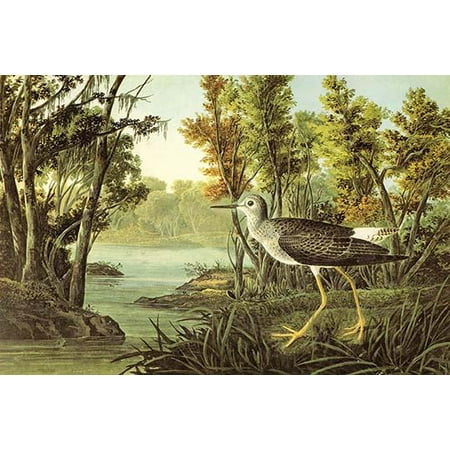 Lesser Yellow Legs  High quality vintage art reproduction by Buyenlarge  One of many rare and wonderful images brought forward in time  I hope they bring you pleasure each and every time you look at