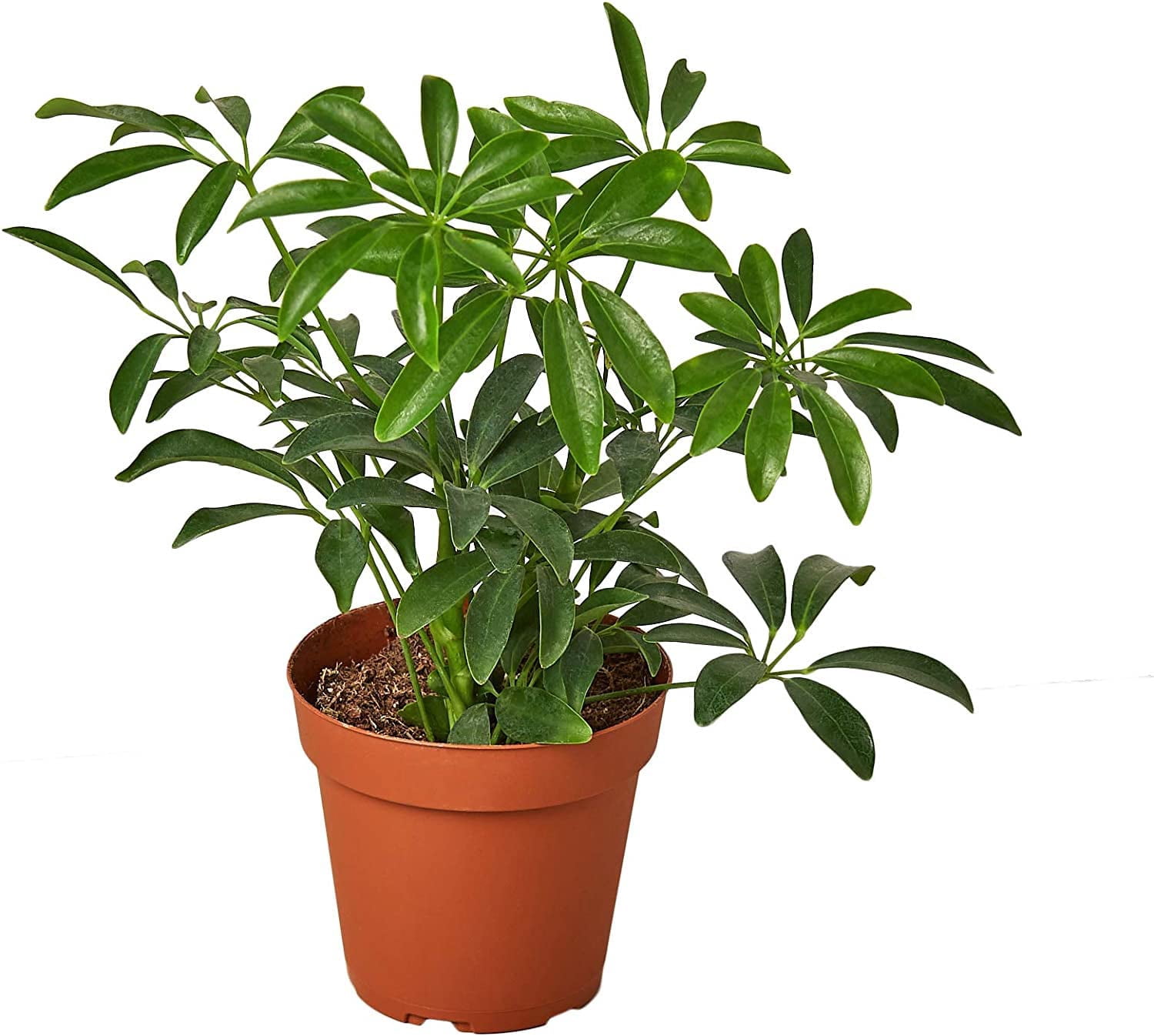 ⭐ Gardenera Labs Umbrella Plant Potting Mix - Premium Blend for Accelerated Growth, Strong Roots, and Beautiful Foliage - 4 QUART
