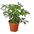 thumbnail image 3 of ⭐ Gardenera Labs Umbrella Plant Potting Mix - Premium Blend for Vibrant Foliage and Strong Root Development - 1 QUART, 3 of 3