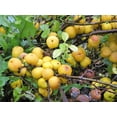 thumbnail image 2 of 20 Red Flowering DWARF QUINCE Shrub Fruit Chaenomeles Japonica Scarlet Seeds, 2 of 10