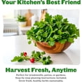 thumbnail image 5 of Epic Gardening Organic Herb Garden Seed Bundle, 5 Non-GMO Varieties for Cooking & Seasoning, Includes Basil, Cilantro, Dill, Chives & Parsley, Non-GMO Seeds, 5 of 6