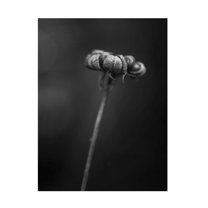 Trademark Fine Art Lotte Gronkjar  Calendula Canvas Wall Art