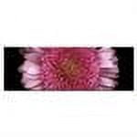 Trademark Art "Daisy" Canvas Art by Preston