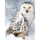 thumbnail image 1 of EverShine Diamond Painting Full Square Owl Cross Stitch Diamond Mosaic Animal Bead Embroidery Picture Rhinestone Wall DecorationRound Drill 50x40cm Gao Jinjia LED, 1 of 2