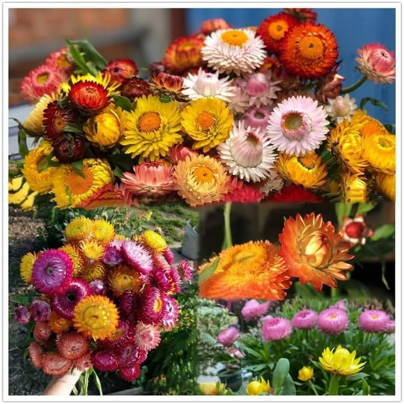 SHIQI-Flower Strawflower Burpee Tall Mixed Colors Strawflower Seeds 1000 Non-GMO, Open Pollinated Seeds