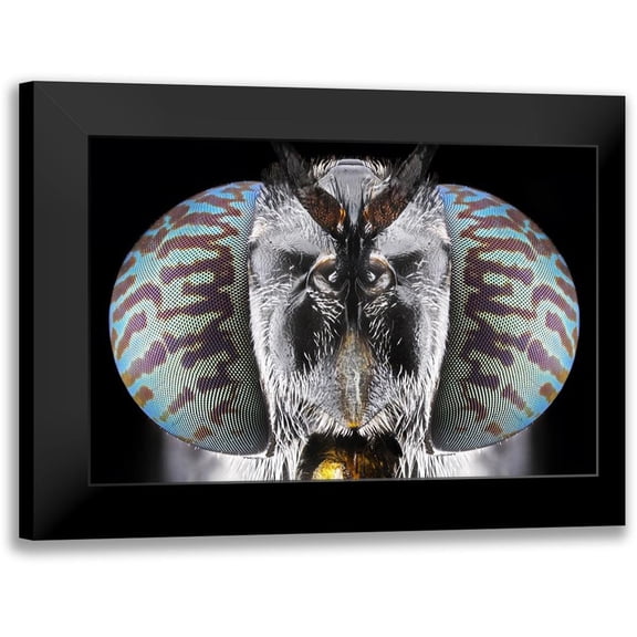 Jusa, Donald 14x11 Black Modern Framed Museum Art Print Titled - Soldier Fly