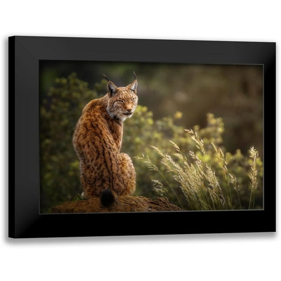 Saavedra Ruiz, Sergio 14x11 Black Modern Framed Museum Art Print Titled - Lynx Fine Art.