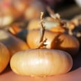 thumbnail image 6 of TomorrowSeeds - Borettana Yellow Cipollini Onion Seeds - 600+ Count - For 2026 Planting Sweet, 6 of 9