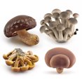 thumbnail image 4 of Simulation Vegetable Plant Figurines Realistic Mushroom Action Figure Children Cognitive Educational Toys, 4 of 6