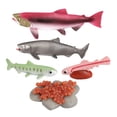 thumbnail image 4 of Conjunto de modelos de ciclo de animales Juguete de salmón Colección de juguetes educativos para Salmón Sunnimix Juego de crecimiento de tortugas marinas, 4 of 8