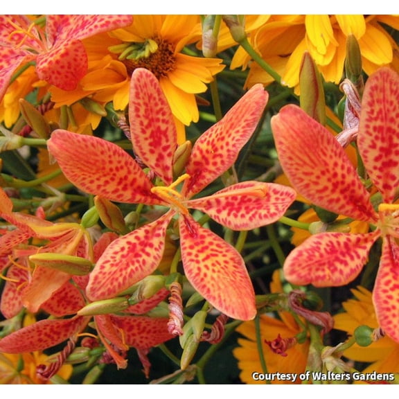 Blackberry Lily - 1 Gallon Perennial