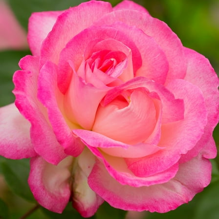 Heirloom Roses Rose Bush - Kiss Of Desire Climbing Roses , Live Rose Plant