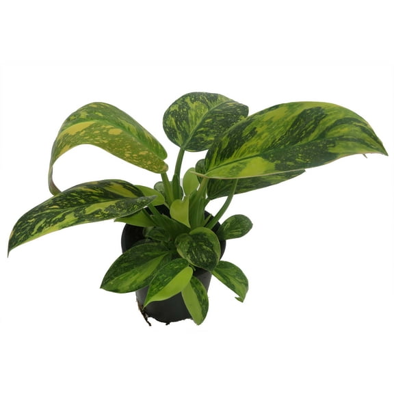 Rare Variegated Green Congo Nuclear Philodendron - 4" Pot - Collector's Series